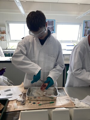 Y13 Biology students science club 2